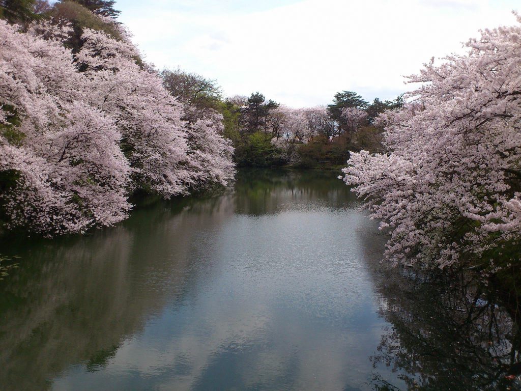 高岡古城公園の桜 そろそろ 高岡市移住促進サイト