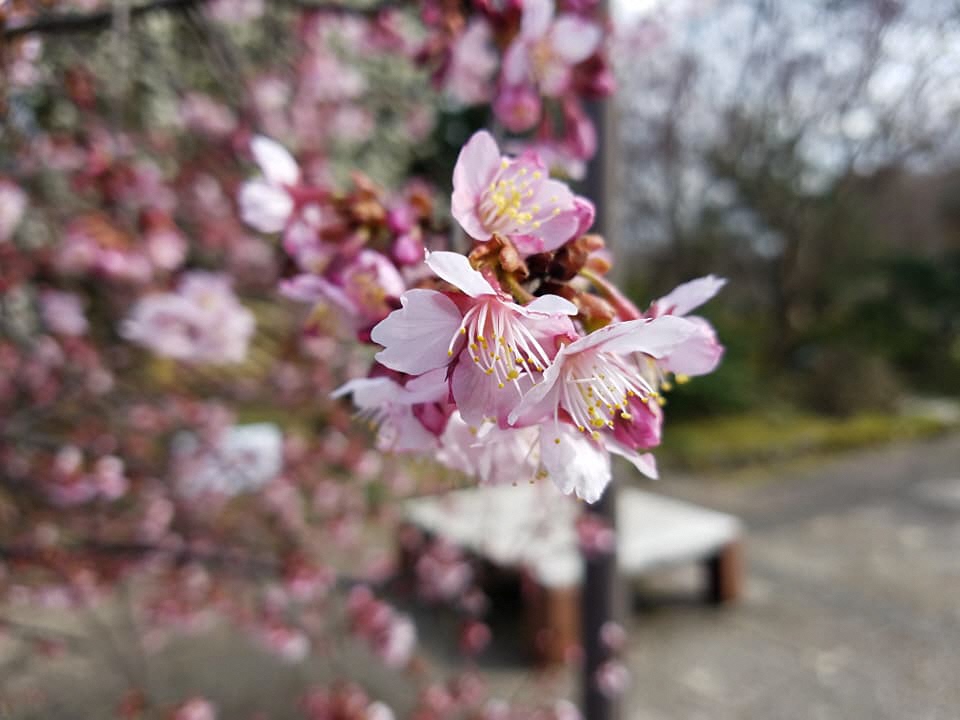 高岡古城公園の桜、そろそろ・・・